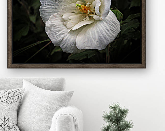 White Hibiscus by the Electric Box by Bill Swartwout Photography