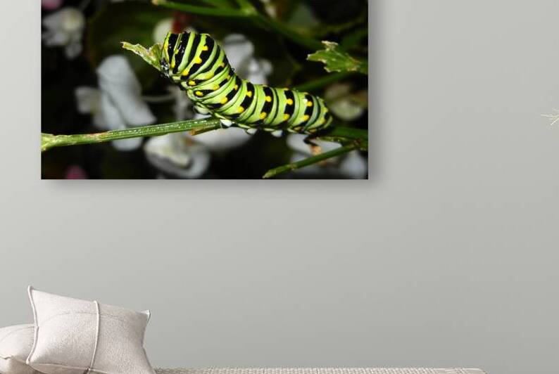 Eastern Black Swallowtail Caterpillar Camouflage by Bill Swartwout Photography