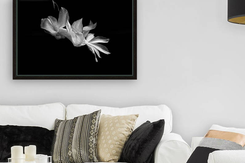 Christmas Cactus Bloom in Black and White by Bill Swartwout Photography