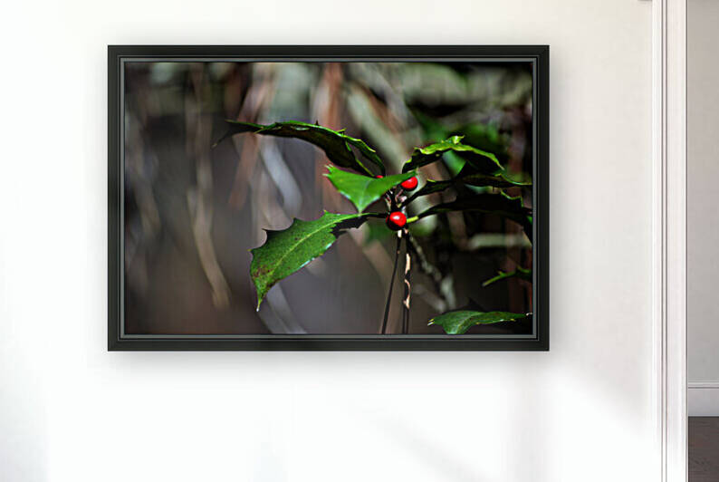 Holly with Berries by Bill Swartwout Photography