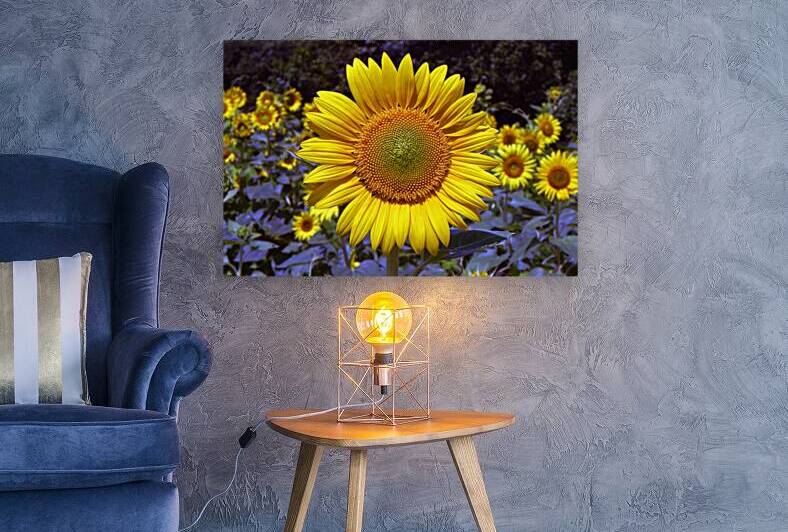 Roxanna Sunflower Helianthus L. by Bill Swartwout Photography
