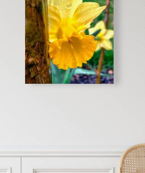 Daffodil and a Tree Trunk in the Rain  by Bill Swartwout Photography