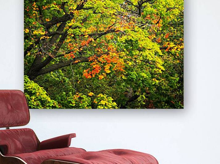 Fall Foliage at Holland Park Michigan by Bill Swartwout Photography