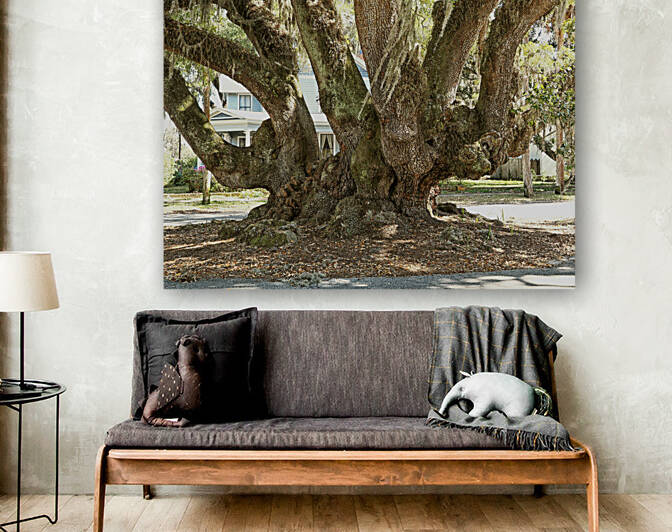 Lovers Oak Trunk and Limbs by Bill Swartwout Photography