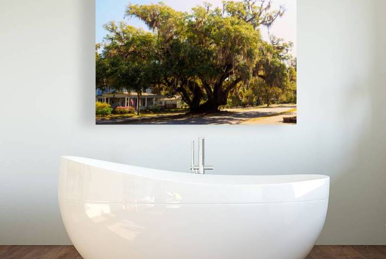 Lovers Oak in Brunswick Georgia by Bill Swartwout Photography