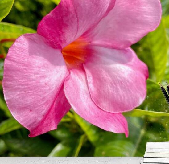 Mandevilla Pink Flower Blossom in Square Format by Bill Swartwout Photography