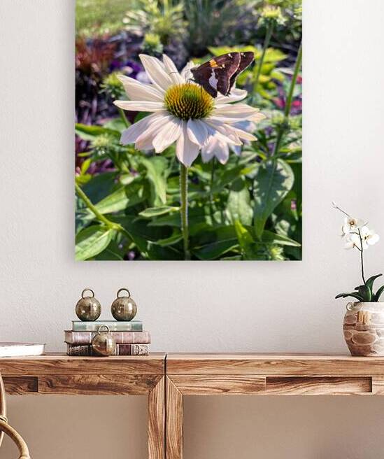 Butterfly Dining on a Cone Flower by Bill Swartwout Photography