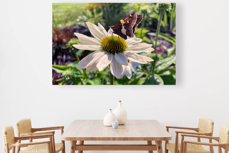 Cone Flower Nectar for a Butterfly by Bill Swartwout Photography
