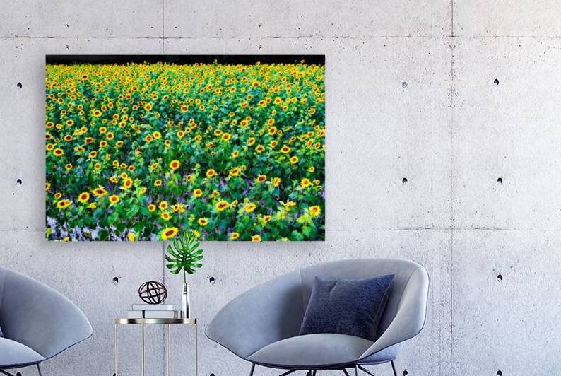Sunflower Field at Roxanna by Bill Swartwout Photography