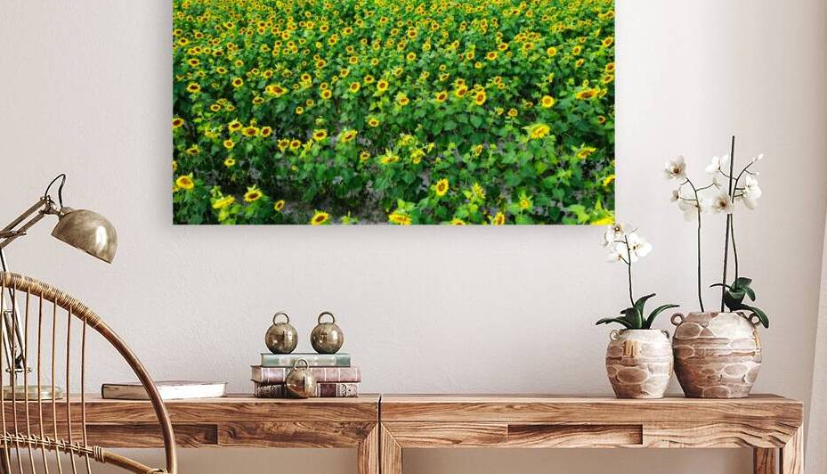 Sunflower Farm Roxanna by Bill Swartwout Photography