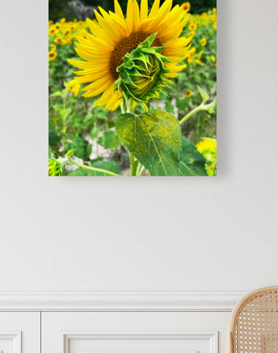 Sunflower Mother and Child Reunion by Bill Swartwout Photography