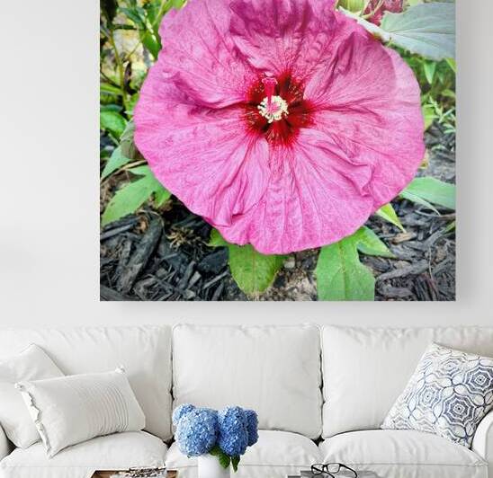 Wrinkly Pink Hibiscus by Bill Swartwout Photography