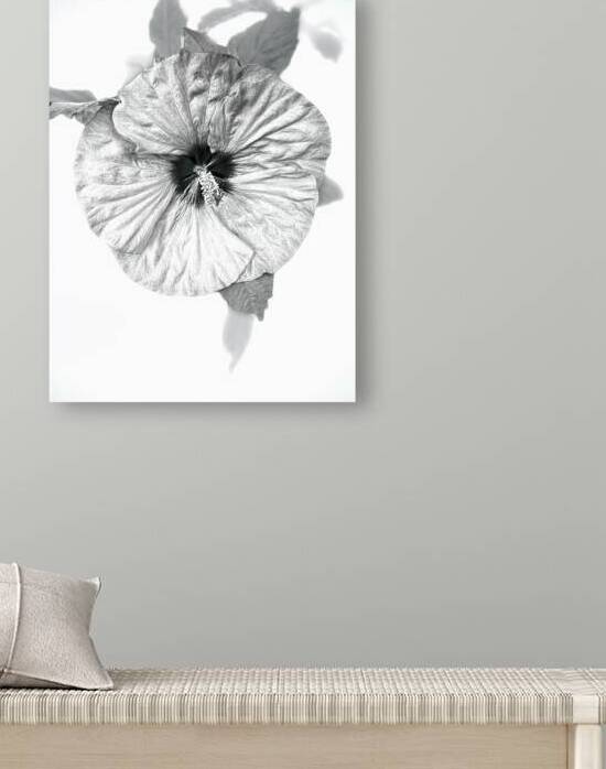 Hibiscus in Black and White by Bill Swartwout Photography