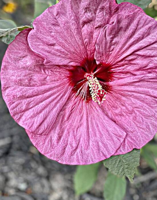 Hibiscus in the Shade by Bill Swartwout Photography