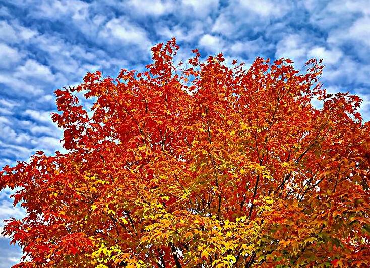 Autumn Foliage in Newton Falls Ohio by Bill Swartwout Photography
