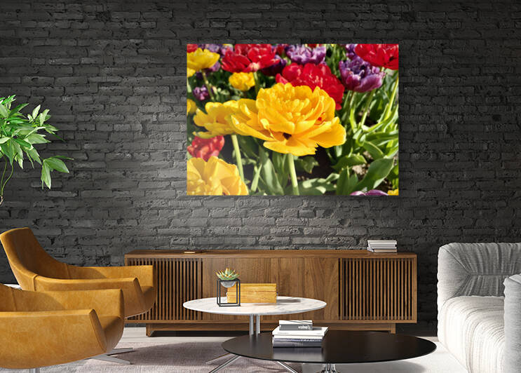 Yellow Pomponette Tulip in Bethany Beach by Bill Swartwout Photography