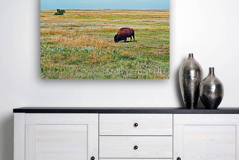 Badlands National Park Free Range Bison by Bill Swartwout Photography