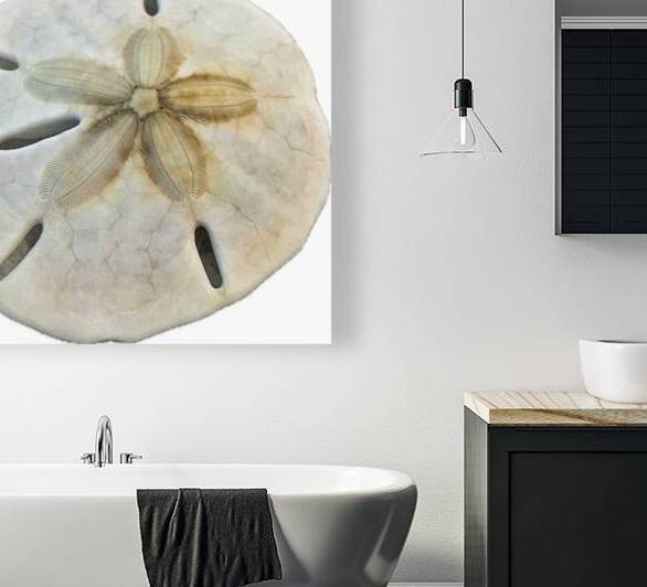 Sand Dollar Beachcombing in Georgia by Bill Swartwout Photography