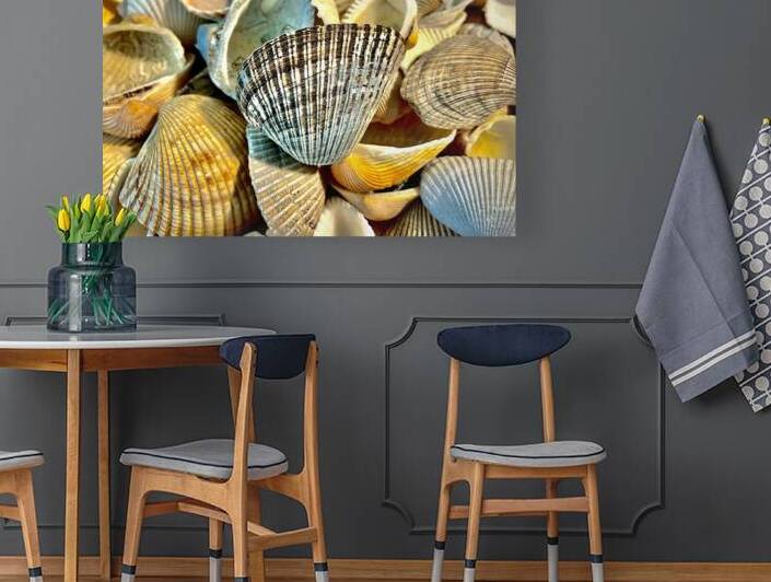 Dark Ark Seashell by Bill Swartwout Photography
