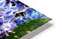 Hydrangea Square Blue HD Metal print