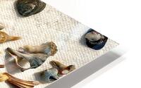 Beachcombing Shells Assortment Impression metal HD