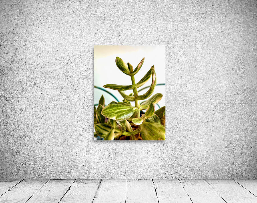 Uplifting Succulent Wall Preview