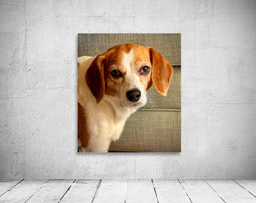 Harley the Beagle Wall Preview