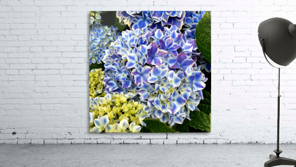 Hydrangea Square Blue Wall Preview
