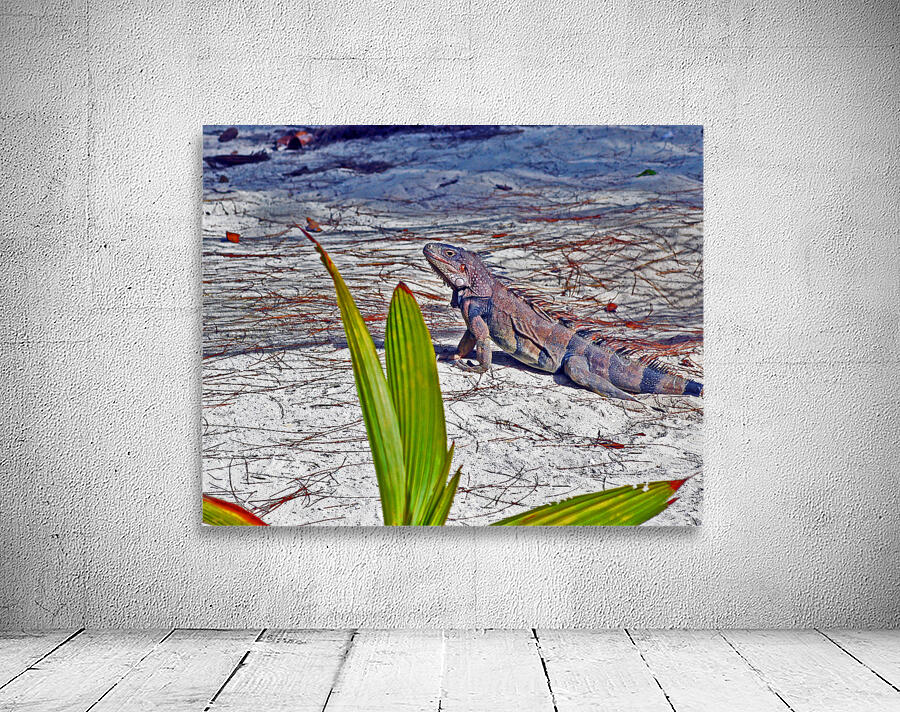 Coco Cay Iguana Wall Preview