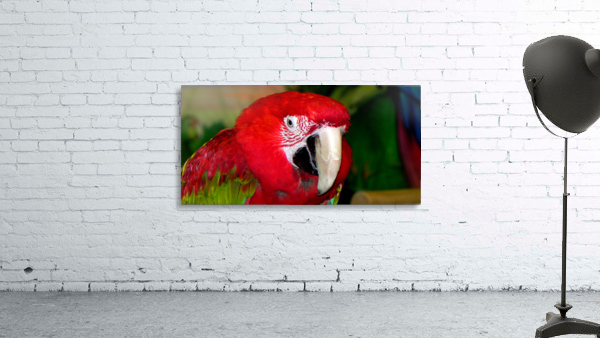 Scarlet Macaw Wall Preview