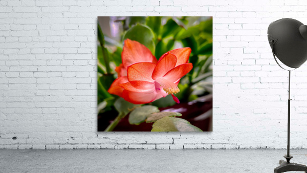 Christmas Easter Cactus 2837 Wall Preview