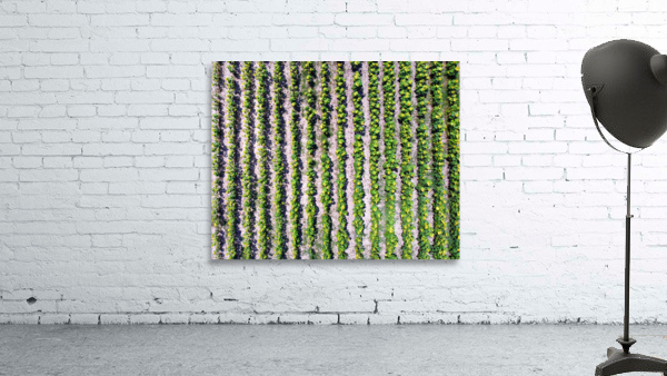 Sunflower Vertical Rows Wall Preview