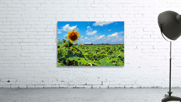 Sunflower Solitaire Wall Preview