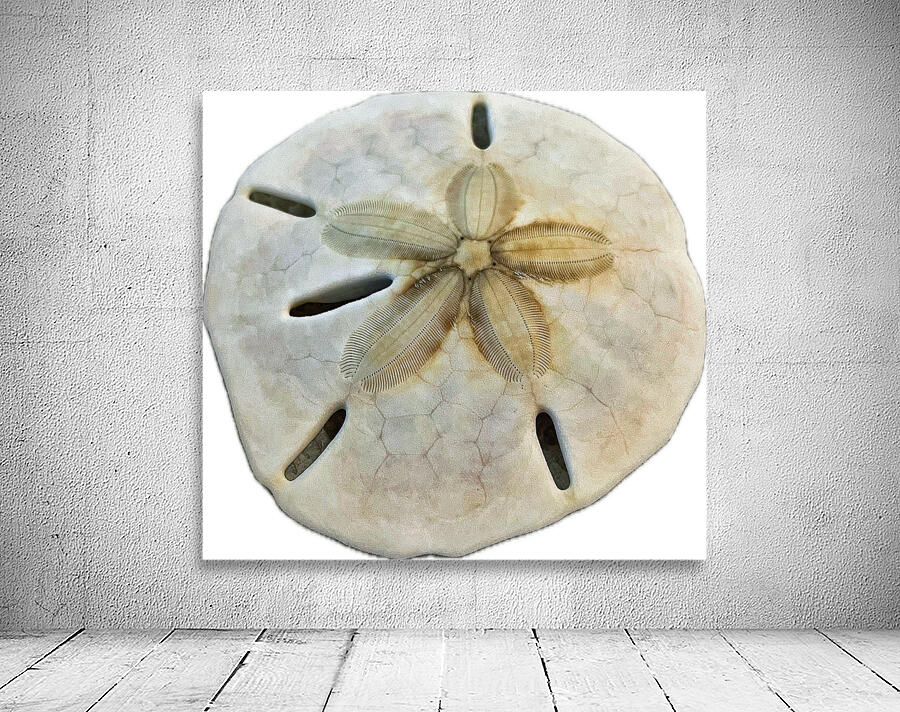 Sand Dollar Beachcombing in Georgia Wall Preview