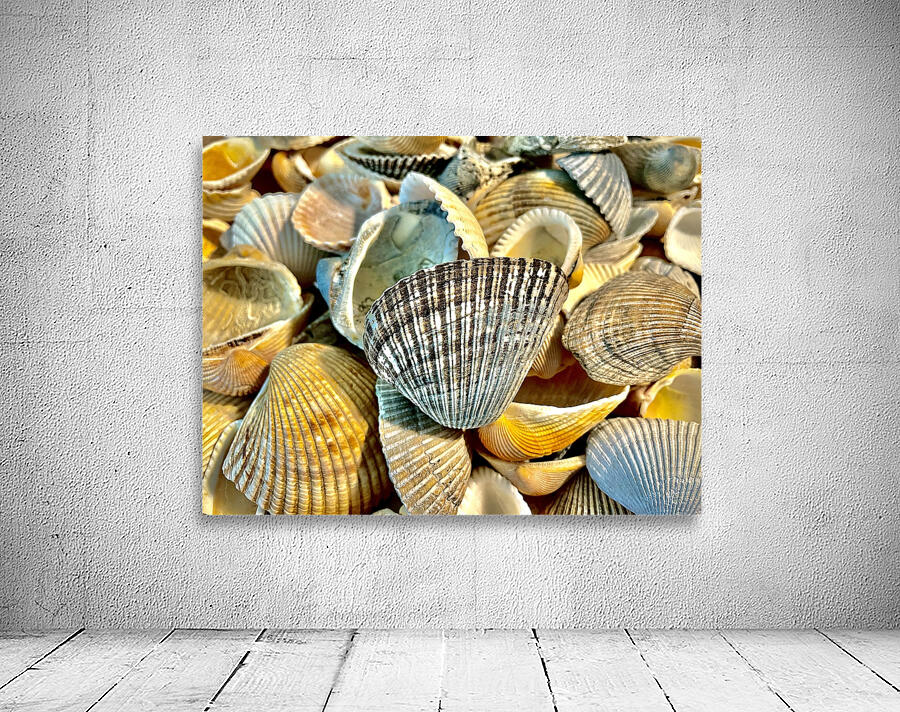 Dark Ark Seashell Wall Preview