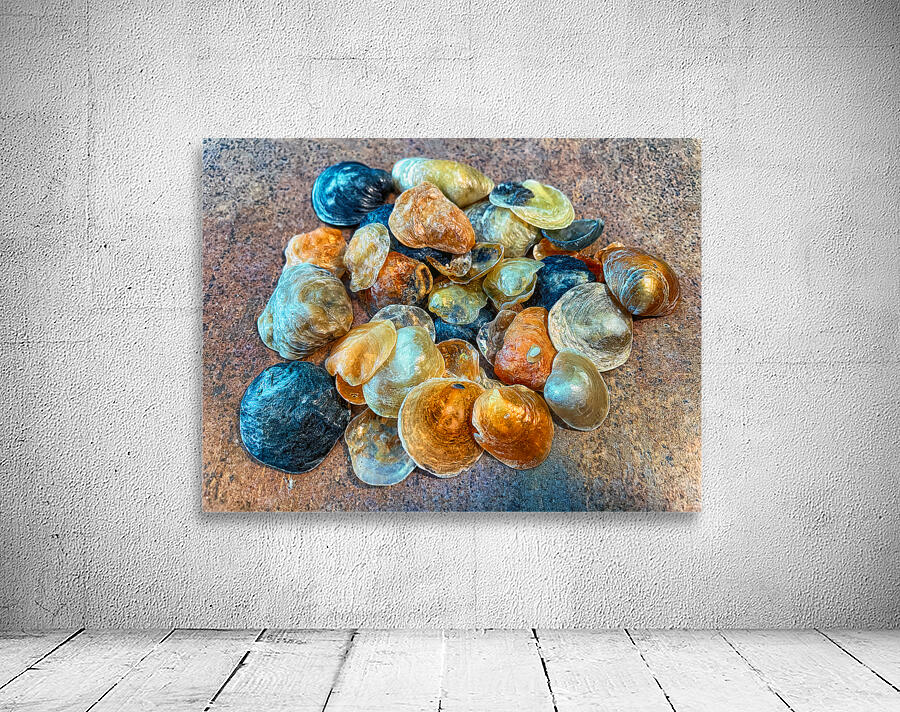 Jingles Seashells Wall Preview
