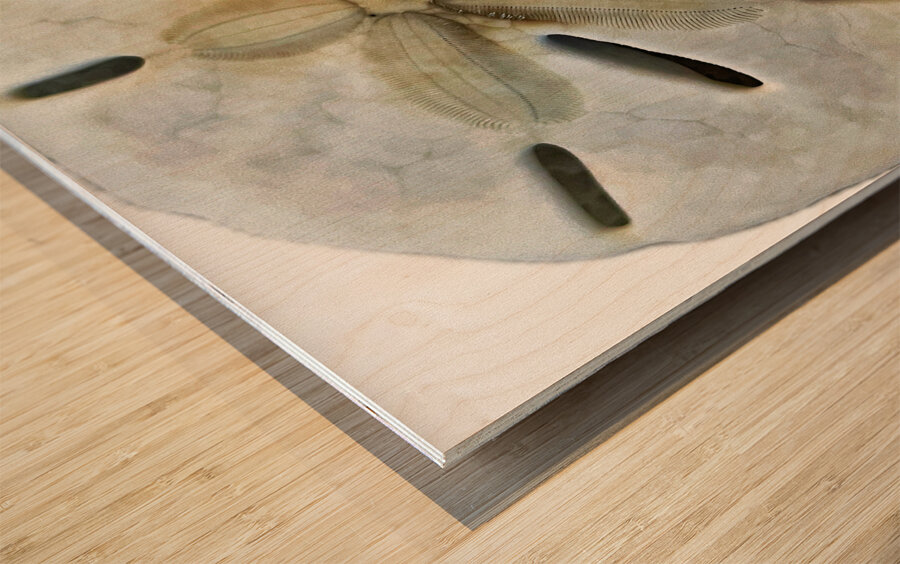 Sand Dollar Beachcombing in Georgia Wood print