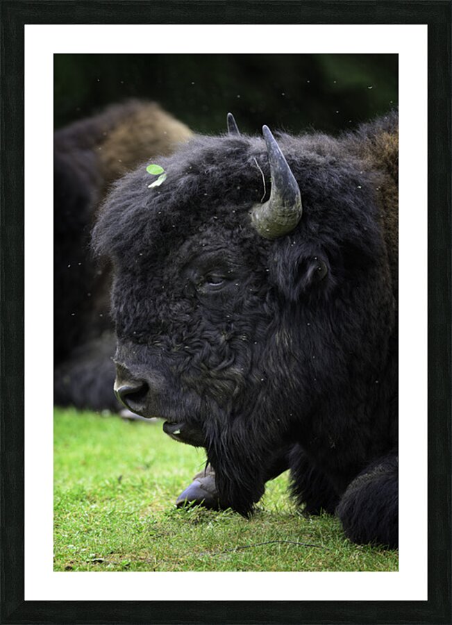 ~WOOD BISON~ Picture Frame Printing
