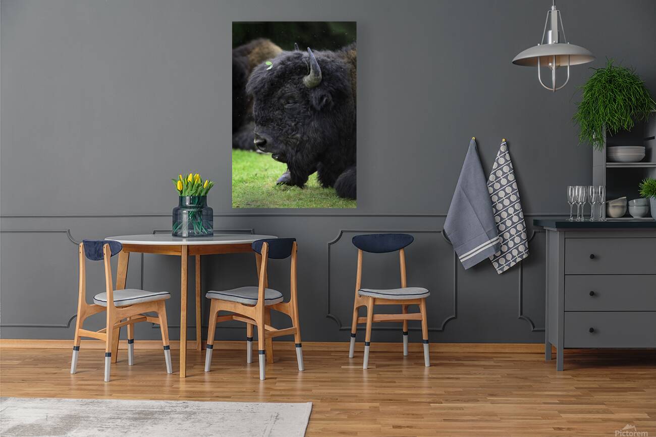 ~WOOD BISON~ Reproduction