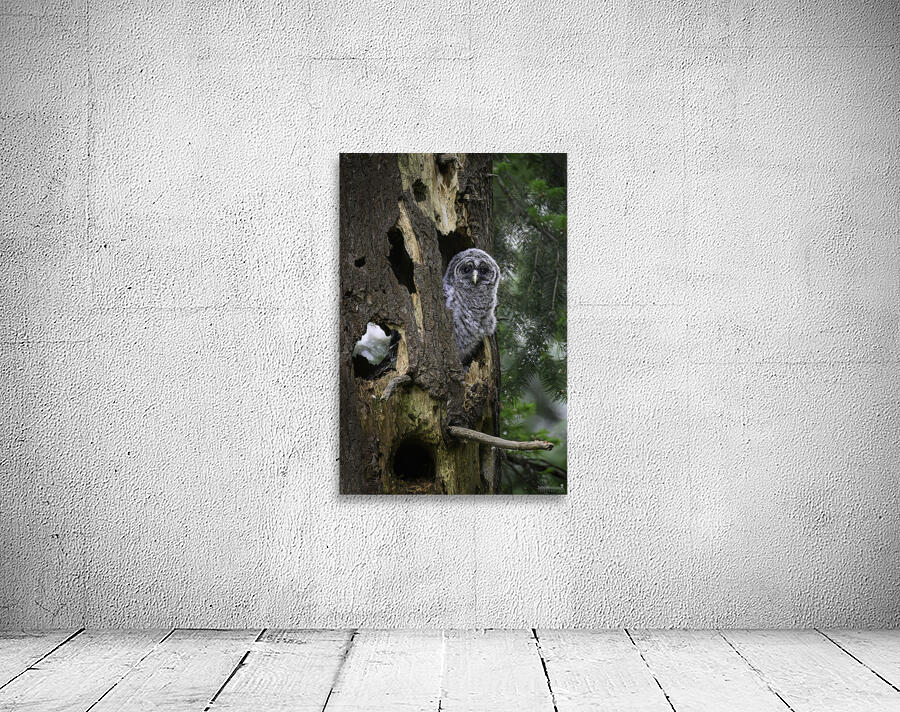 ~BARRED OWLET~ Wall Preview