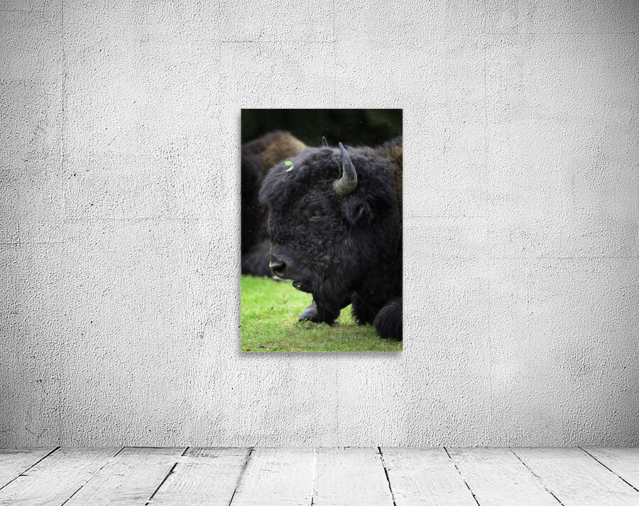 ~WOOD BISON~ Wall Preview