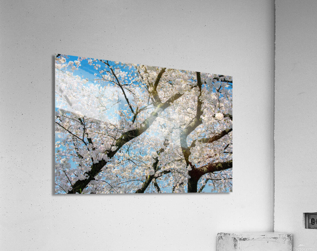 Cherry blossom tree in full bloom set against a bright blue sky. by IB ...