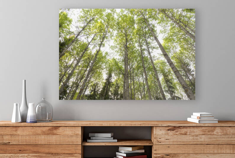Looking up at tall trees in a lush green forest with sunlight filtering through the leaves. by IB Photography