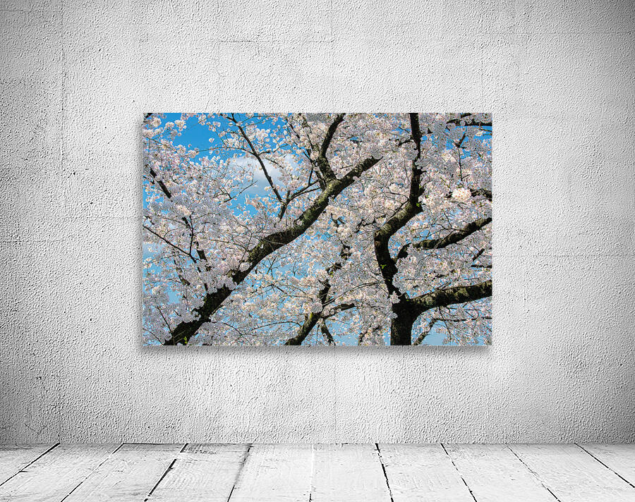 Cherry blossom tree in full bloom set against a bright blue sky. by IB ...