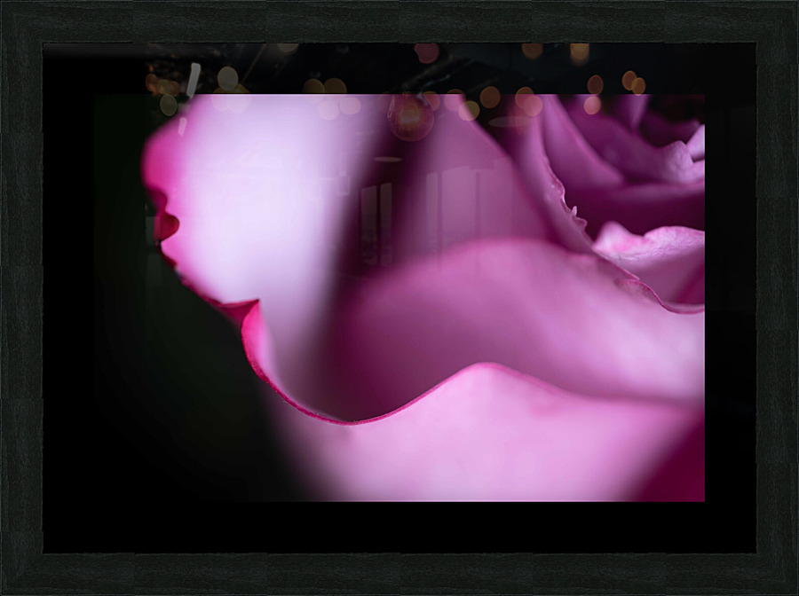 Rose  Picture Frame print