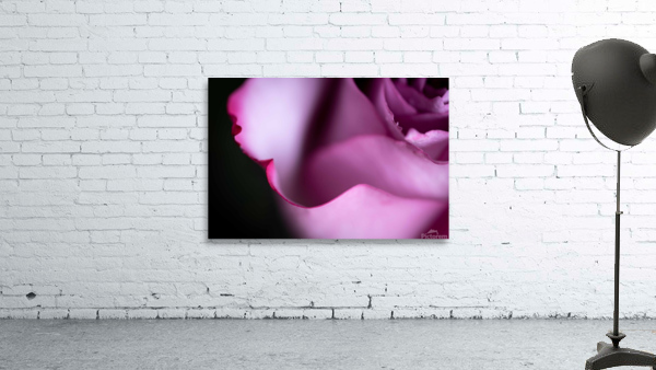 Rose  Wall Preview