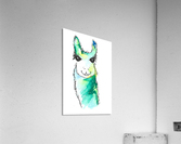 llama  Acrylic Print