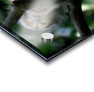Monkey Forest Acrylic print
