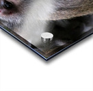 Monkey Forest Acrylic print