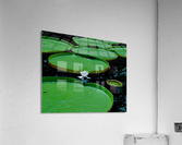 Lotus Acrylic Print